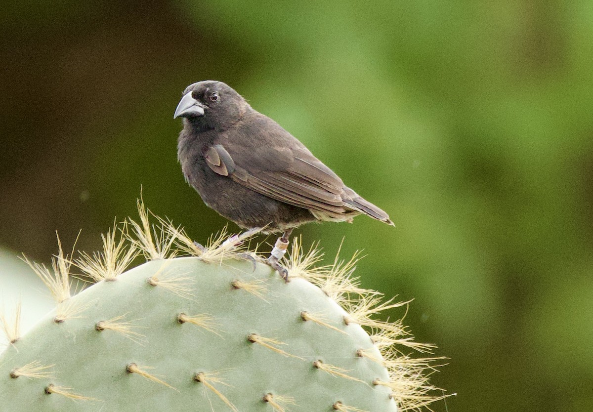 Common Cactus-Finch - ML638102233