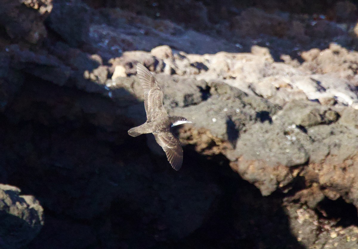 Galapagos Shearwater - ML638102253