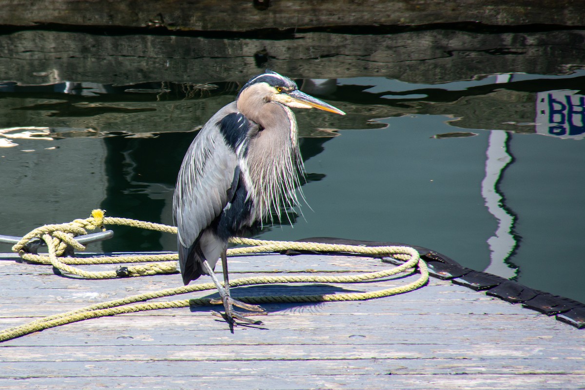Great Blue Heron - ML638102318