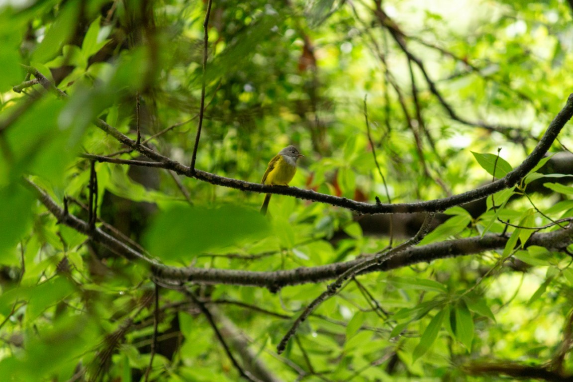 Gray-headed Canary-Flycatcher - ML638102330