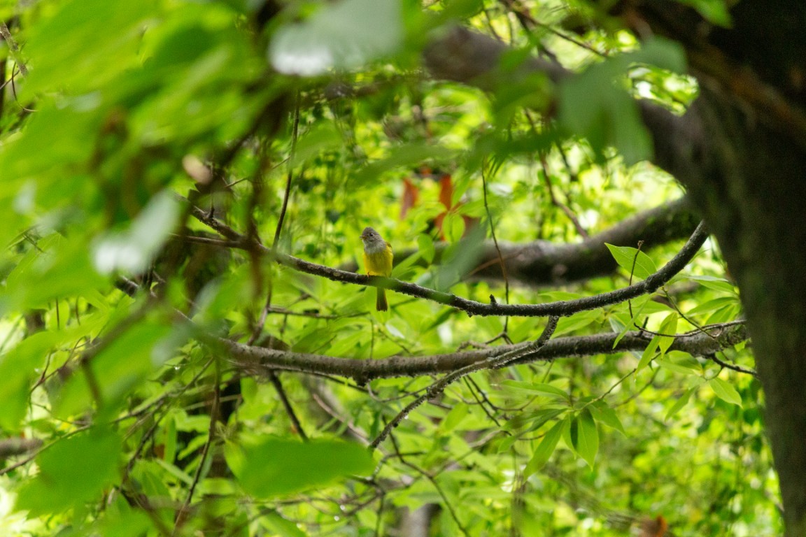 Gray-headed Canary-Flycatcher - ML638102331