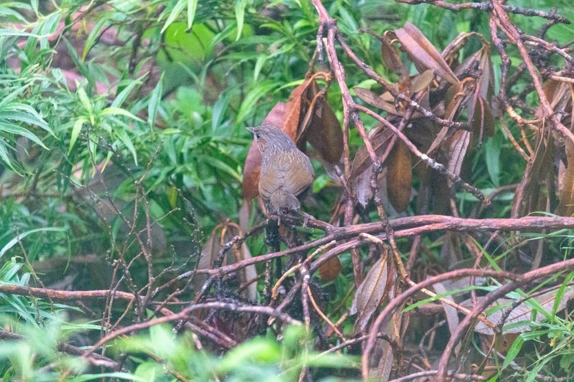 Streaked Laughingthrush - ML638102372