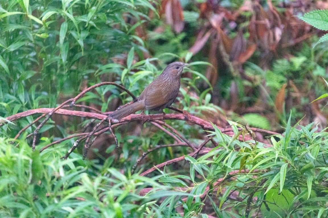 Streaked Laughingthrush - ML638102373