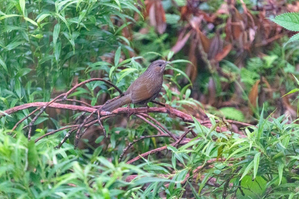 Streaked Laughingthrush - ML638102374