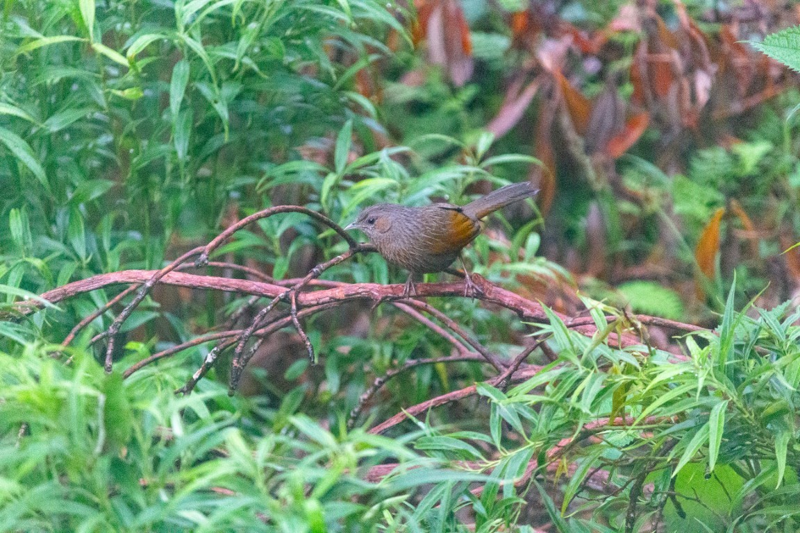 Streaked Laughingthrush - ML638102376