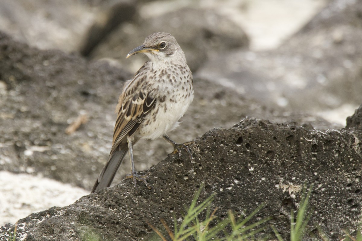 Española Mockingbird - ML638102395