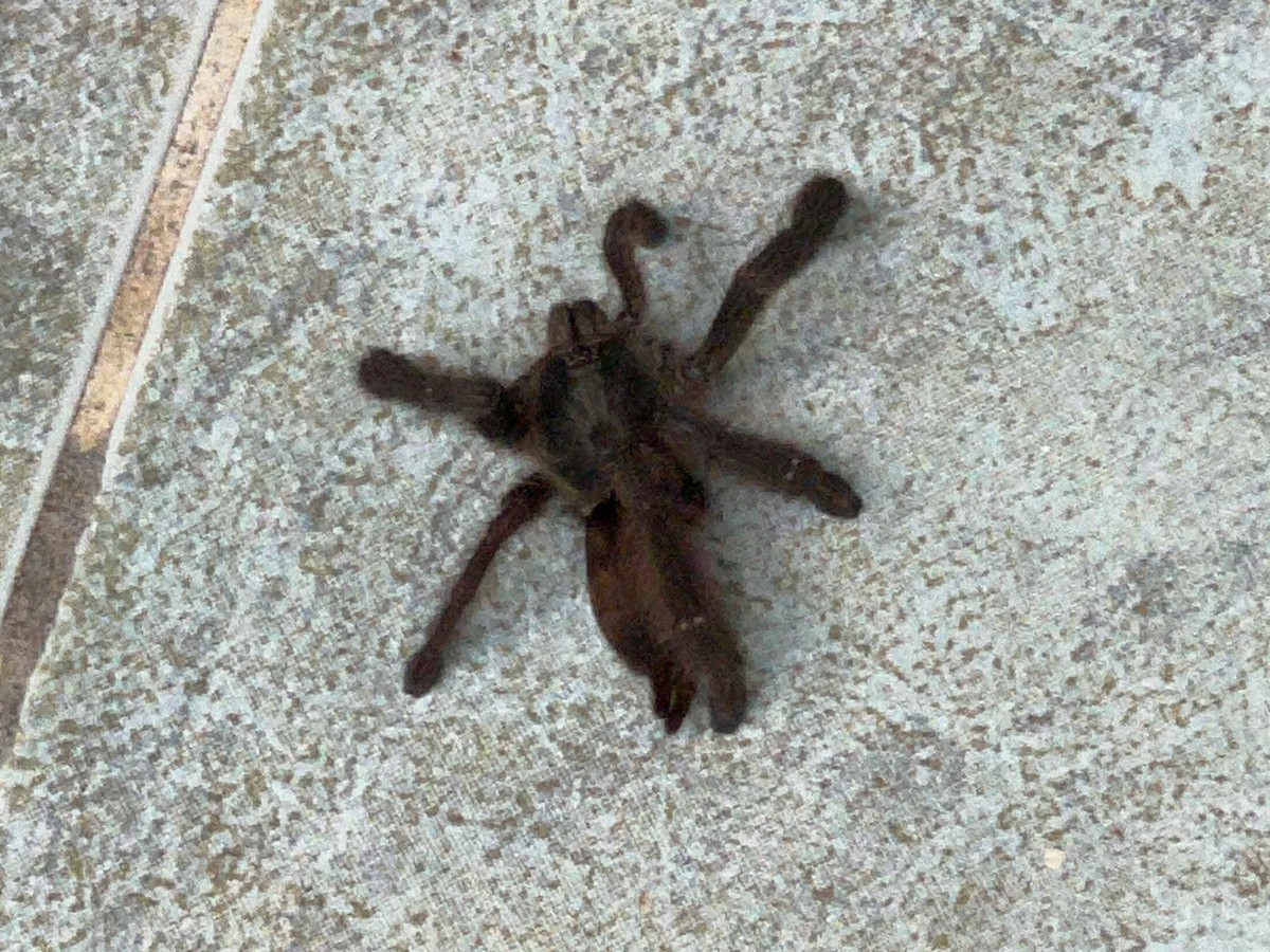 Animals - ML638102397