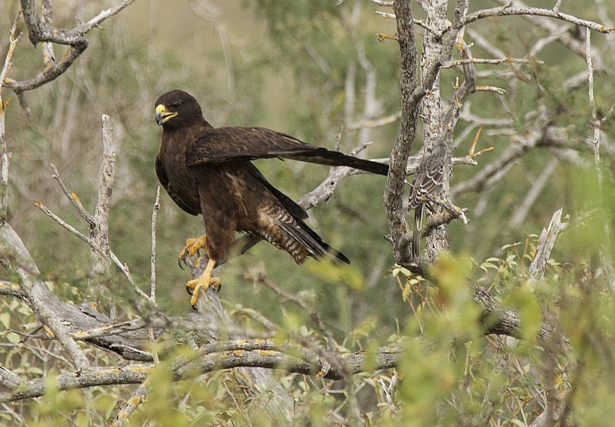 Galapagos Hawk - ML638102400