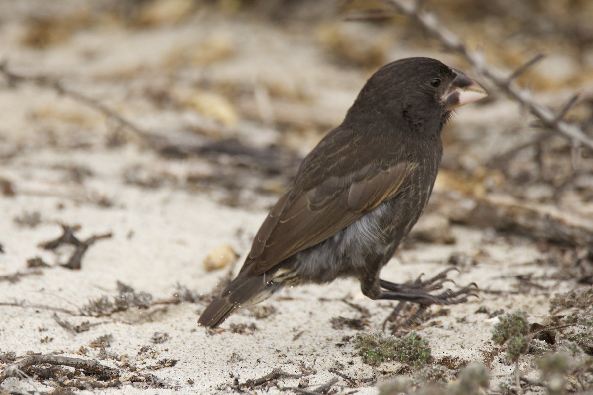 Española Ground-Finch - ML638102406