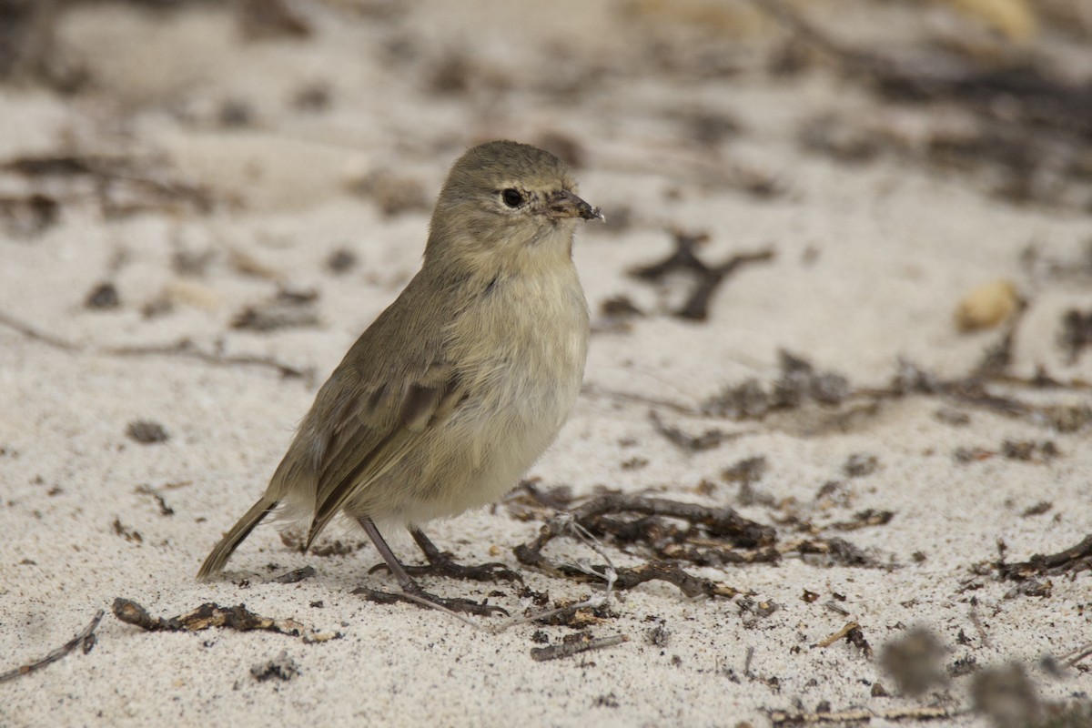 Gray Warbler-Finch - ML638102408