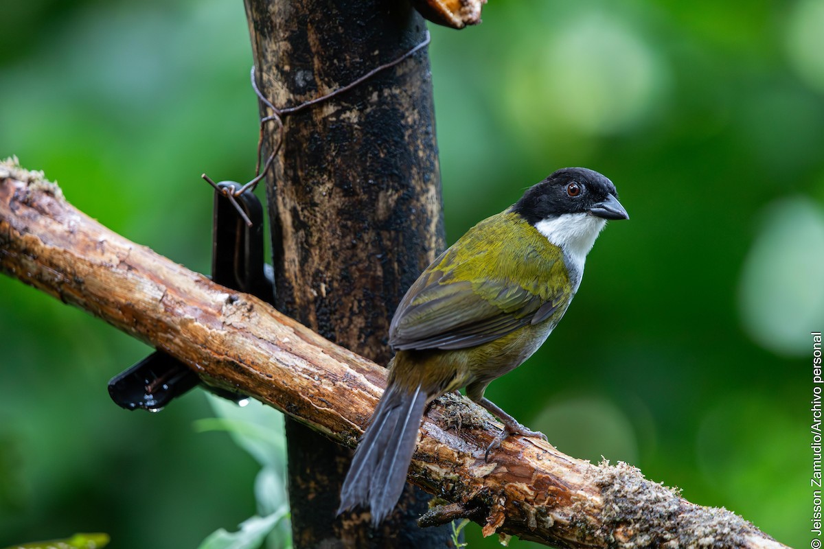 Black-headed Brushfinch - ML638102418