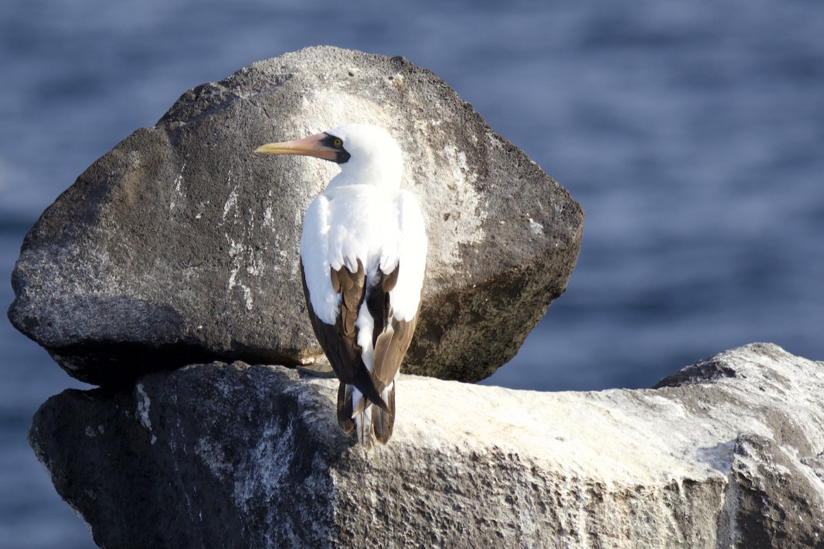 Nazca Booby - ML638102419