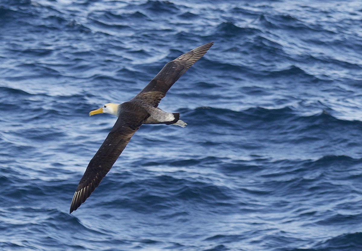 albatros galapážský - ML638102420