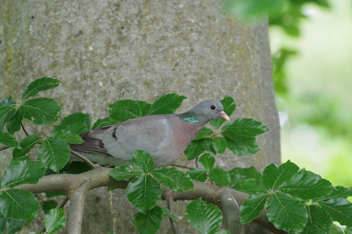 Stock Dove - ML638102423