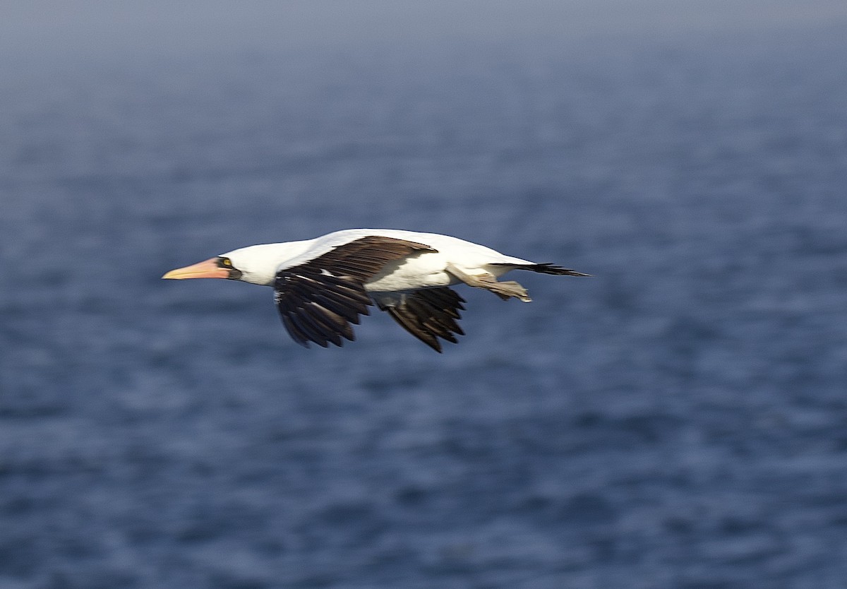 Nazca Booby - ML638102442