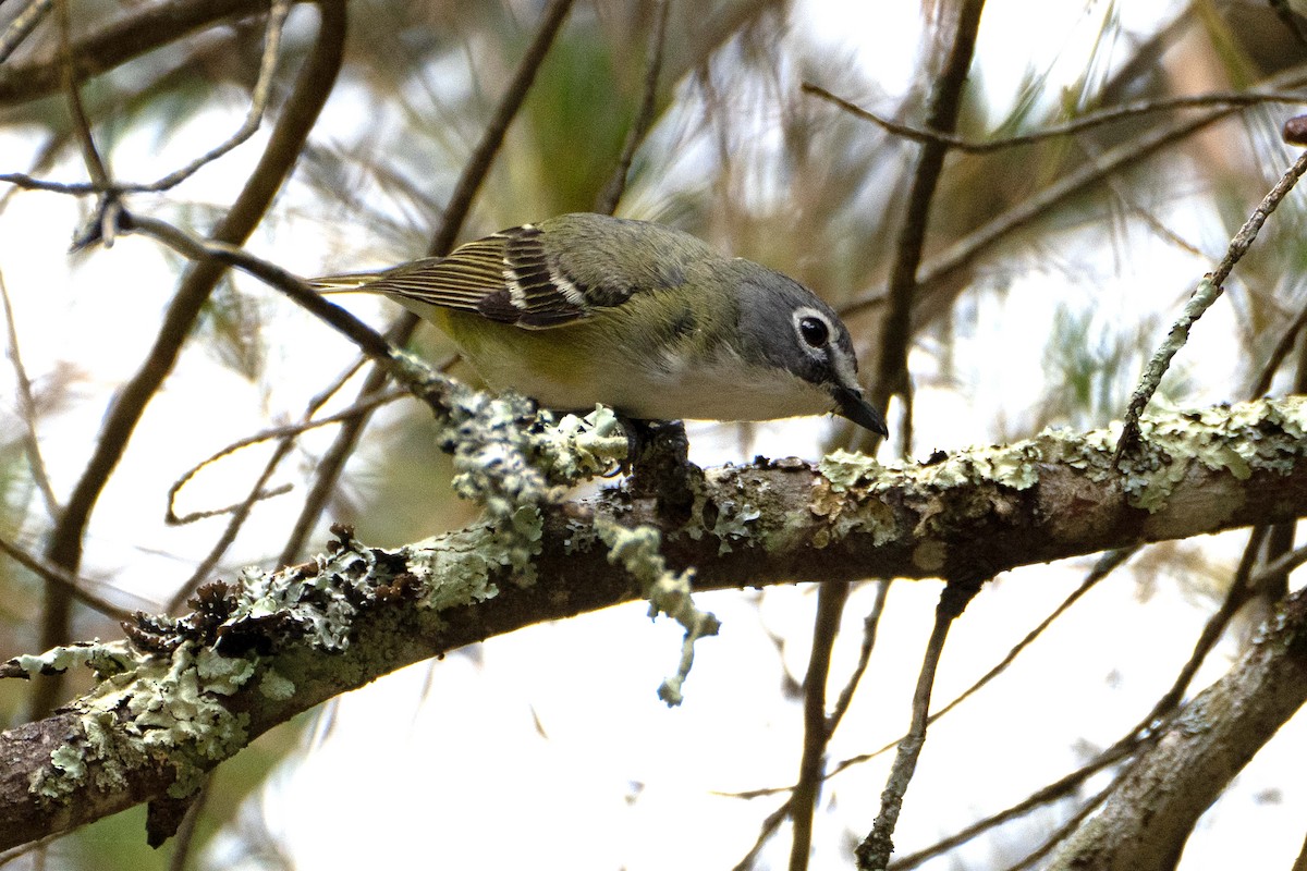Graukopfvireo - ML638102445