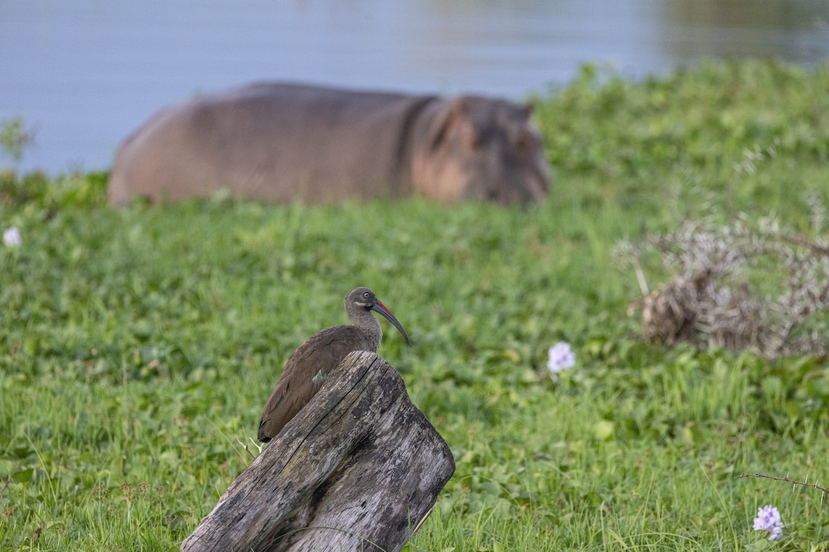 Hadada Ibis - ML638102538