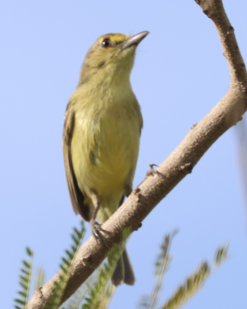 Mangrove Vireo - ML638102592