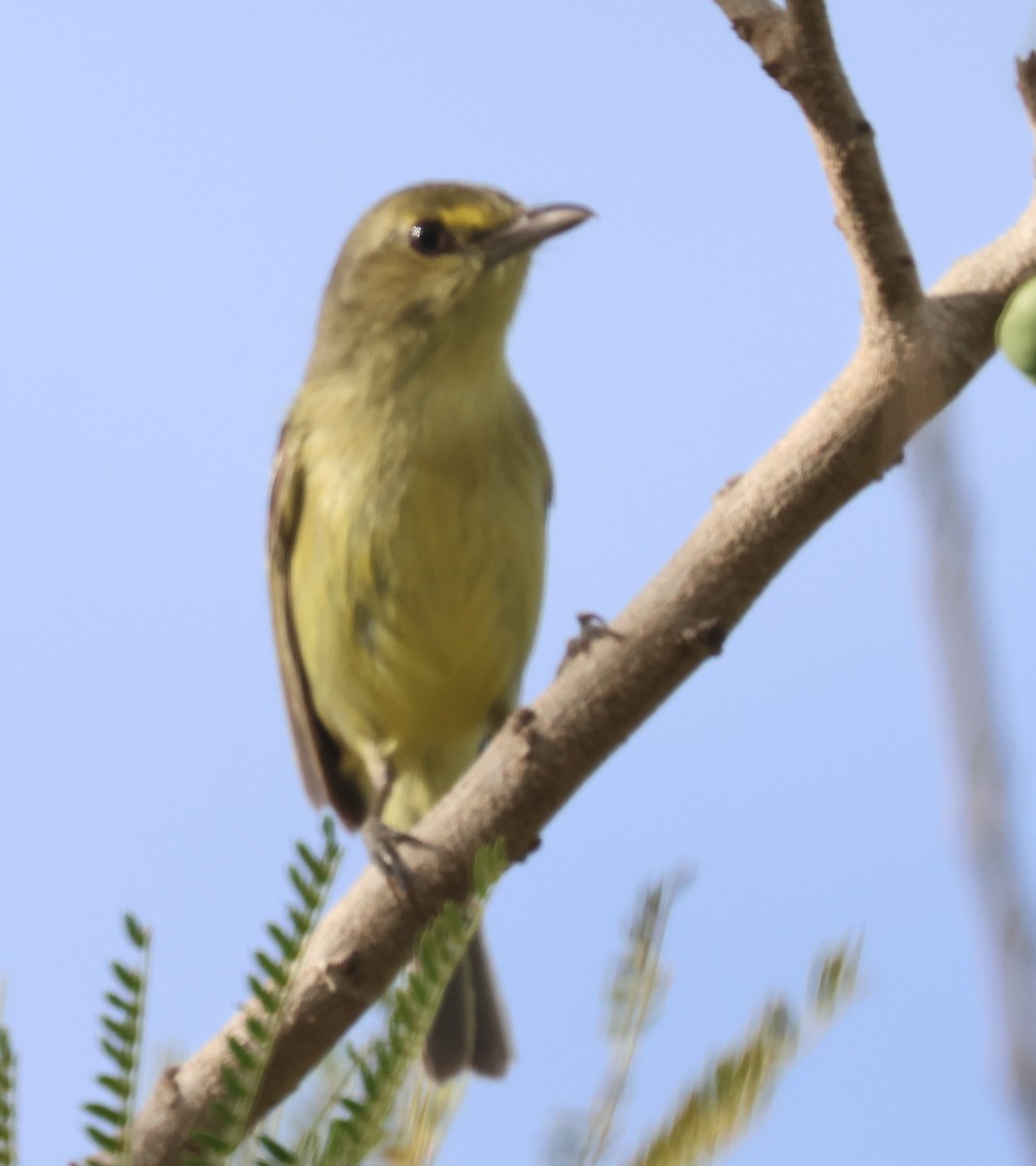 Mangrove Vireo - ML638102593