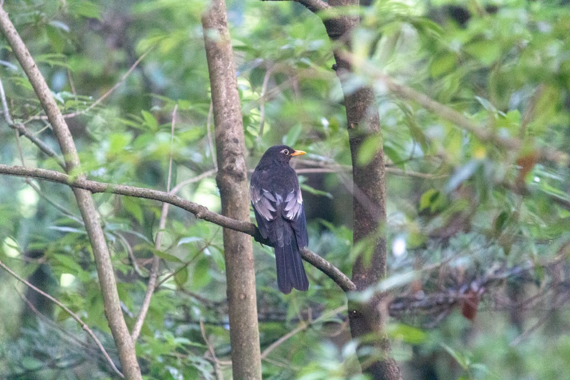 Gray-winged Blackbird - ML638102602