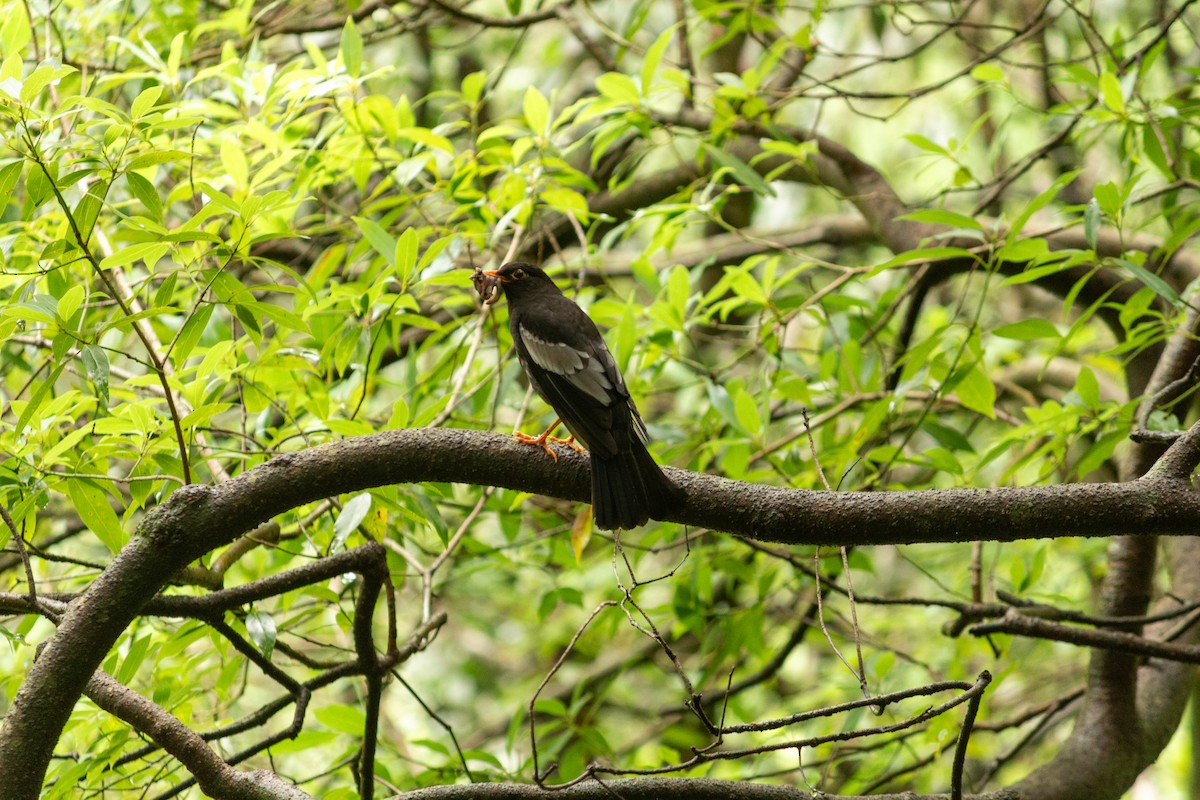 Gray-winged Blackbird - ML638102604