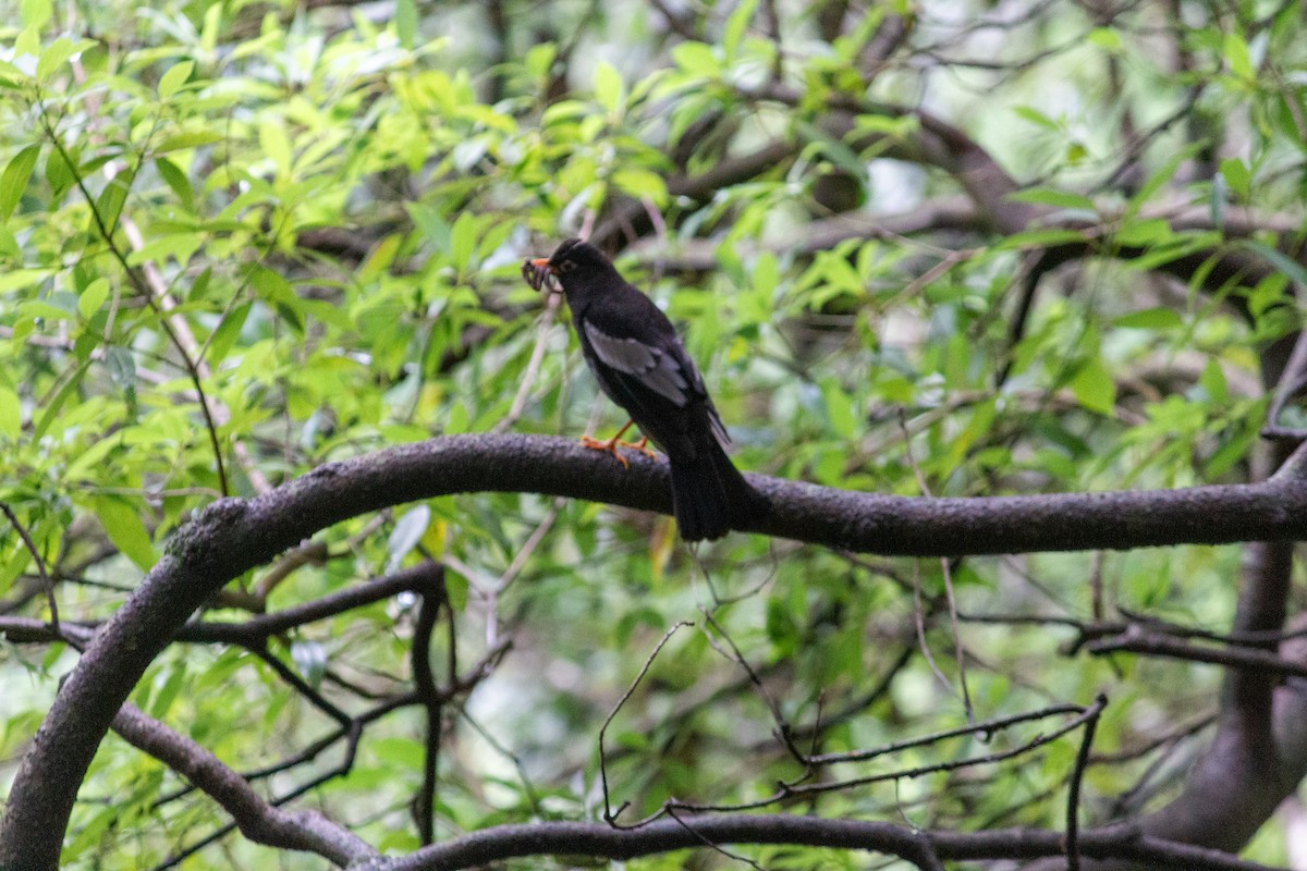 Gray-winged Blackbird - ML638102606