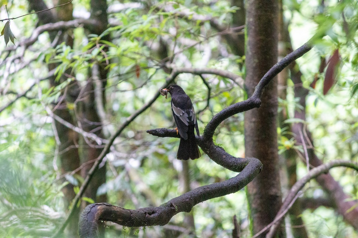 Gray-winged Blackbird - ML638102607