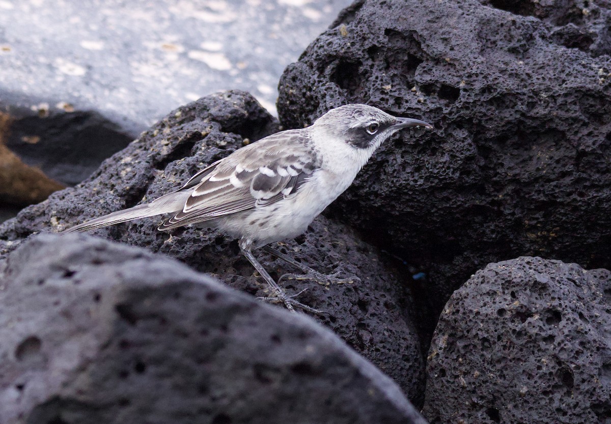 Galapagos Mockingbird - ML638102611