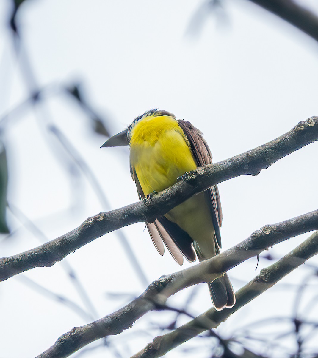 Boat-billed Flycatcher - ML638102612