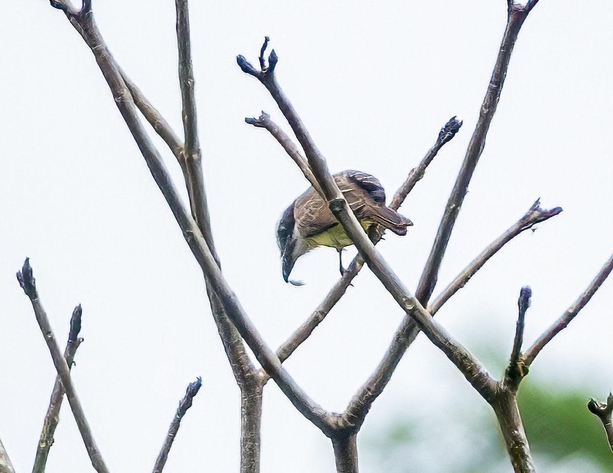Boat-billed Flycatcher - ML638102613