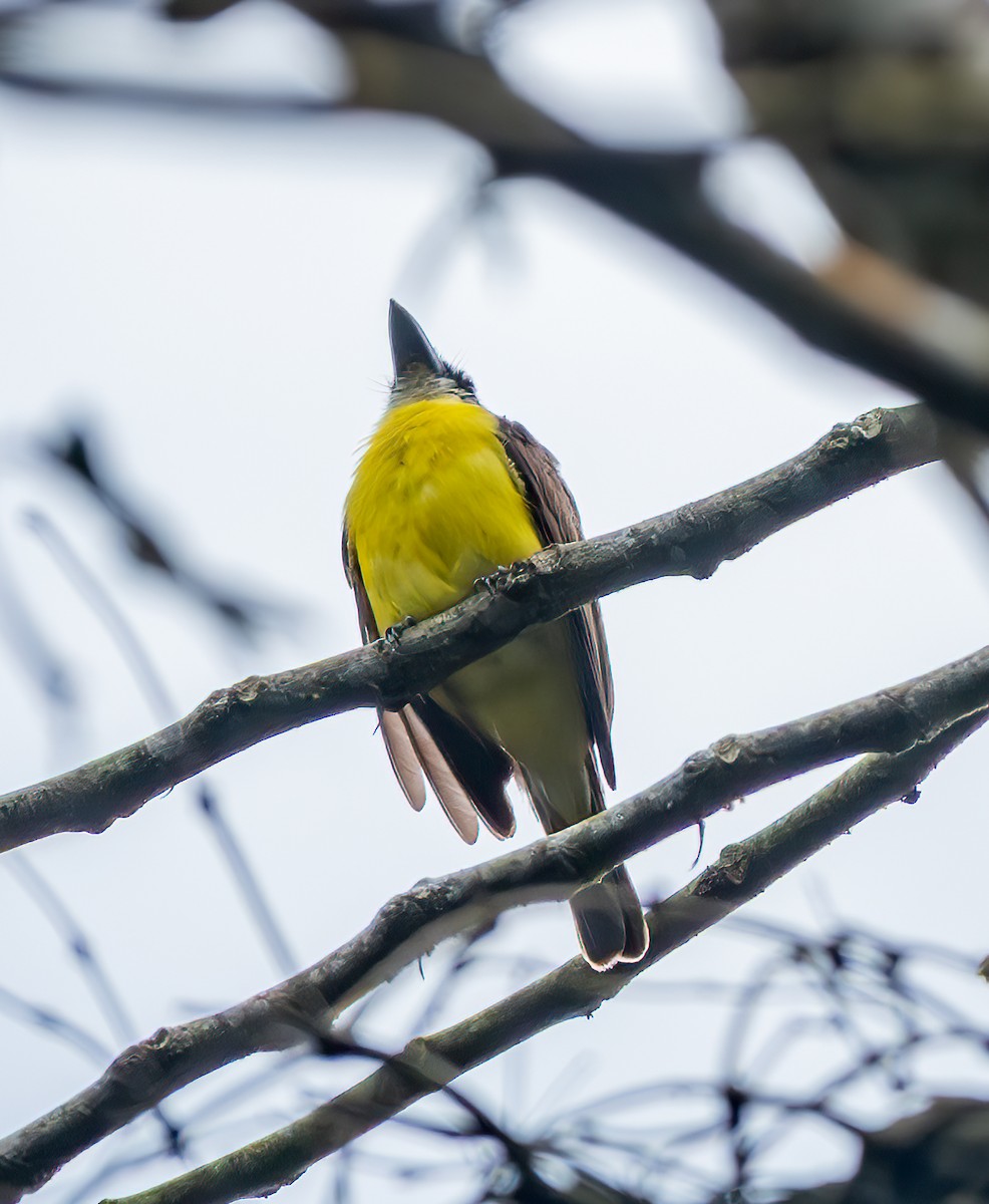 Boat-billed Flycatcher - ML638102614