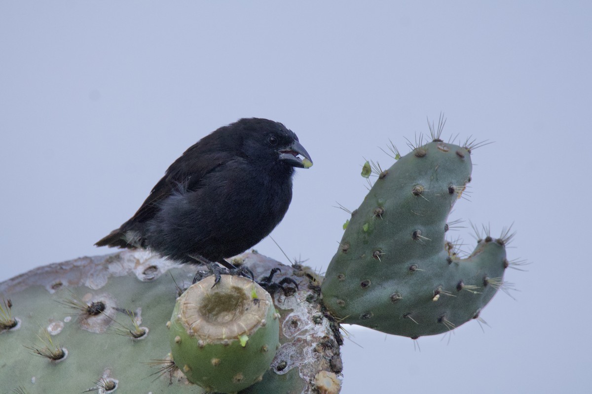 Common Cactus-Finch - ML638102639