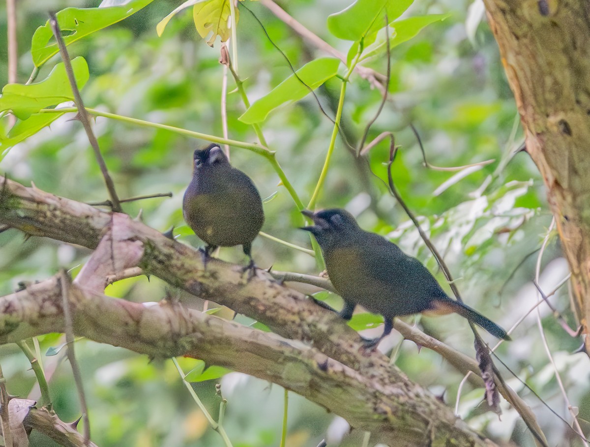 Dusky-faced Tanager - ML638102653