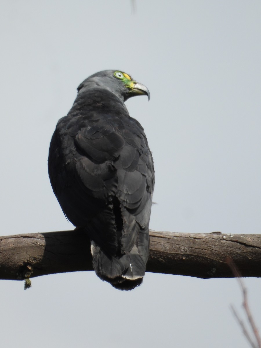 Hook-billed Kite - ML638102660