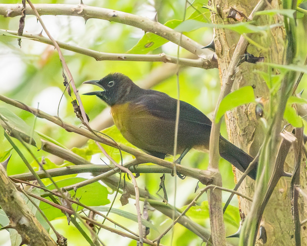 Dusky-faced Tanager - ML638102661