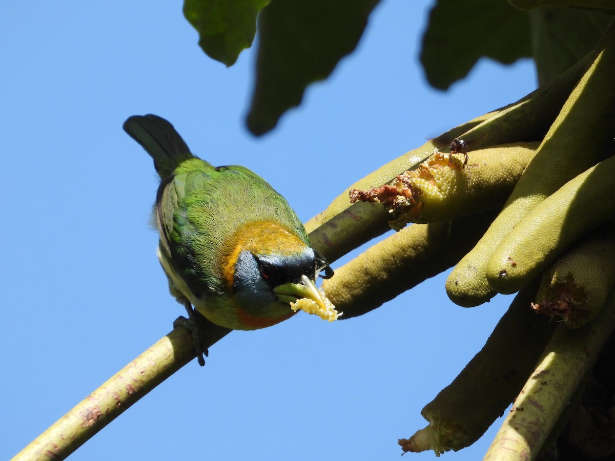 Red-headed Barbet - ML638102688