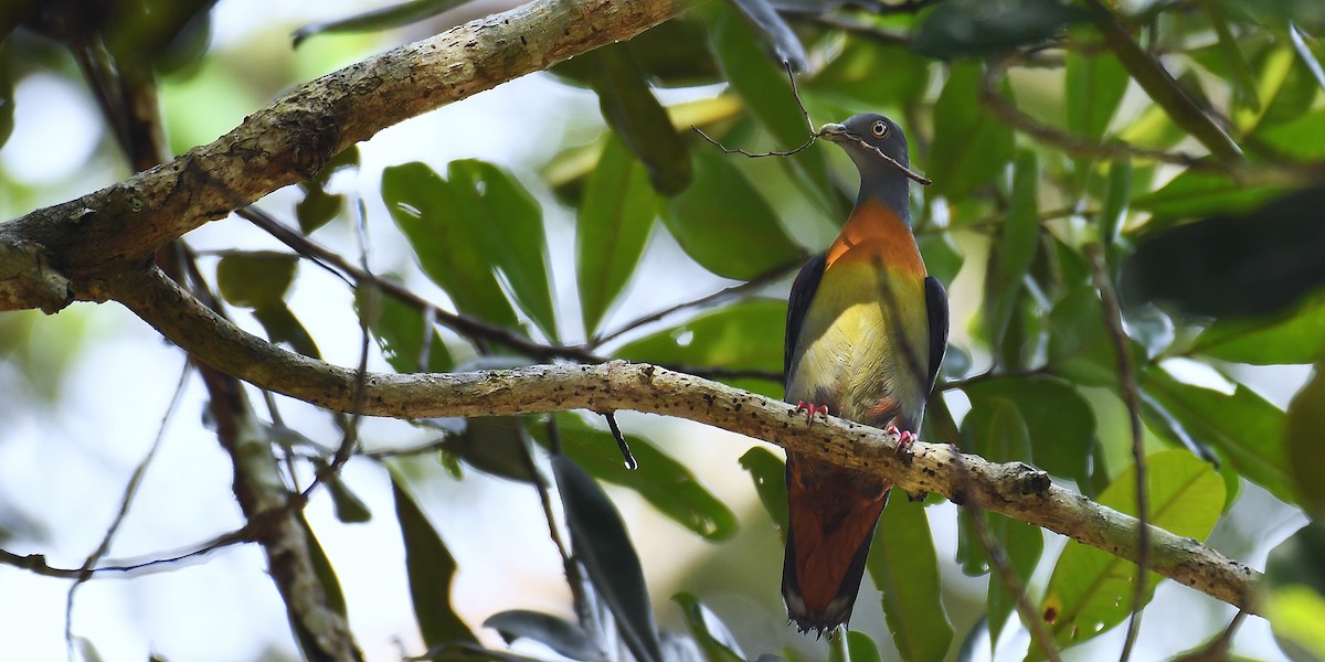 Little Green-Pigeon - ML638102701
