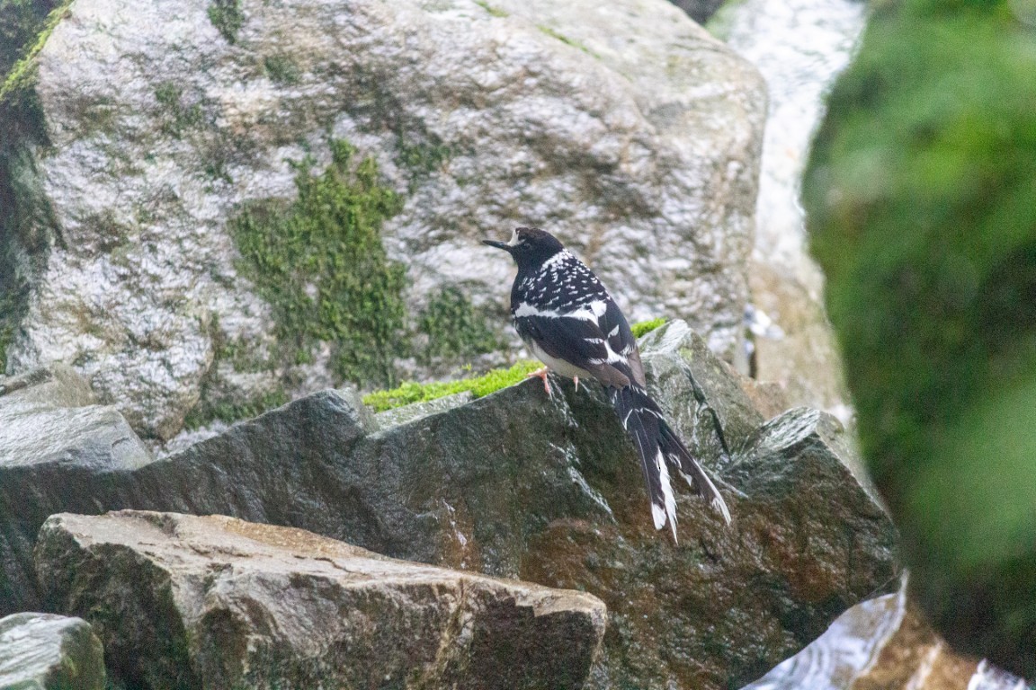 Spotted Forktail - ML638102706