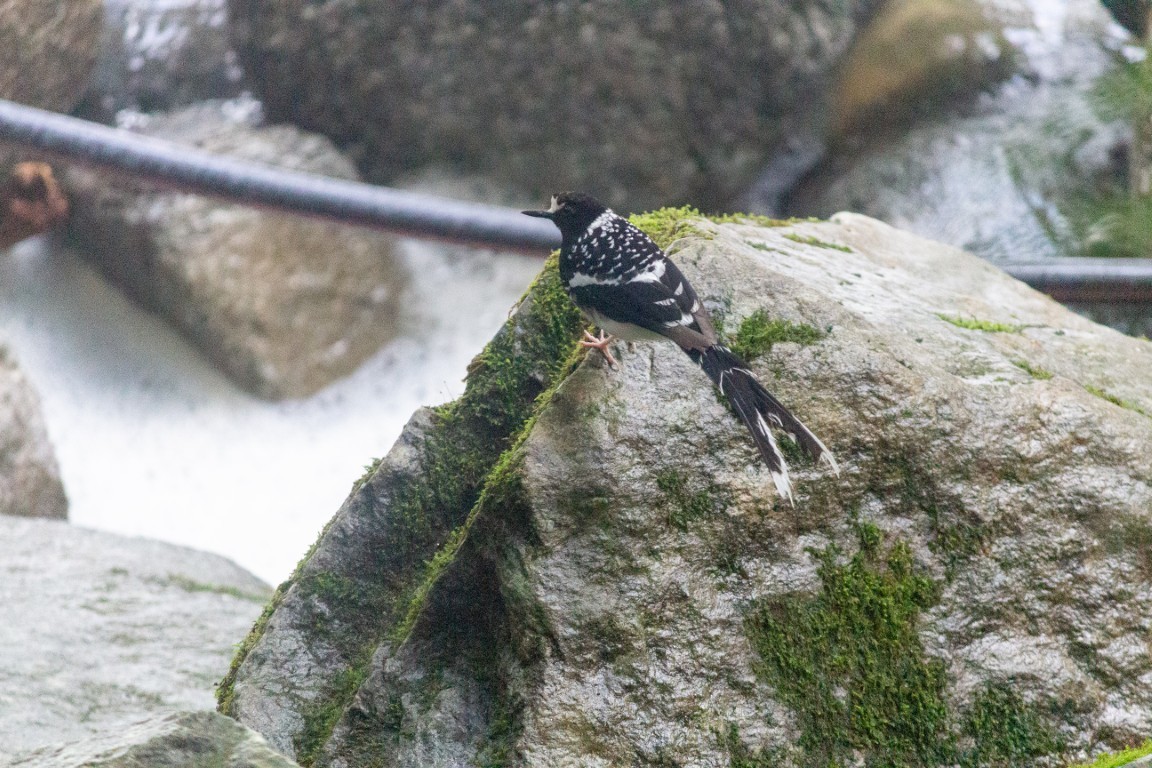 Spotted Forktail - ML638102707