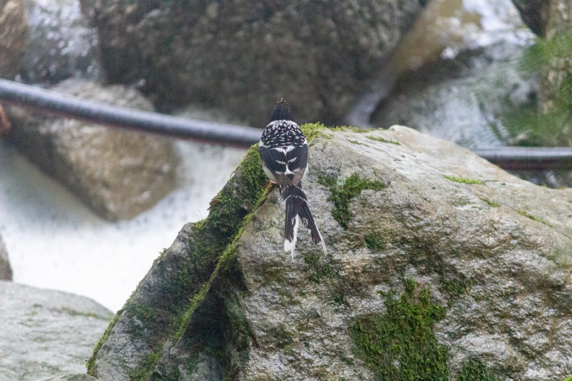 Spotted Forktail - ML638102708