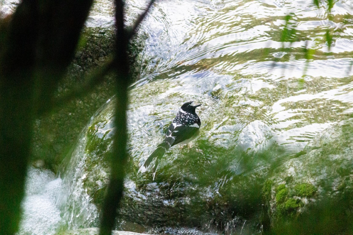 Spotted Forktail - ML638102709
