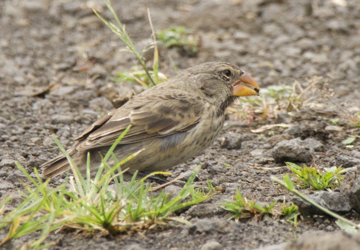 Large Ground-Finch - ML638102722
