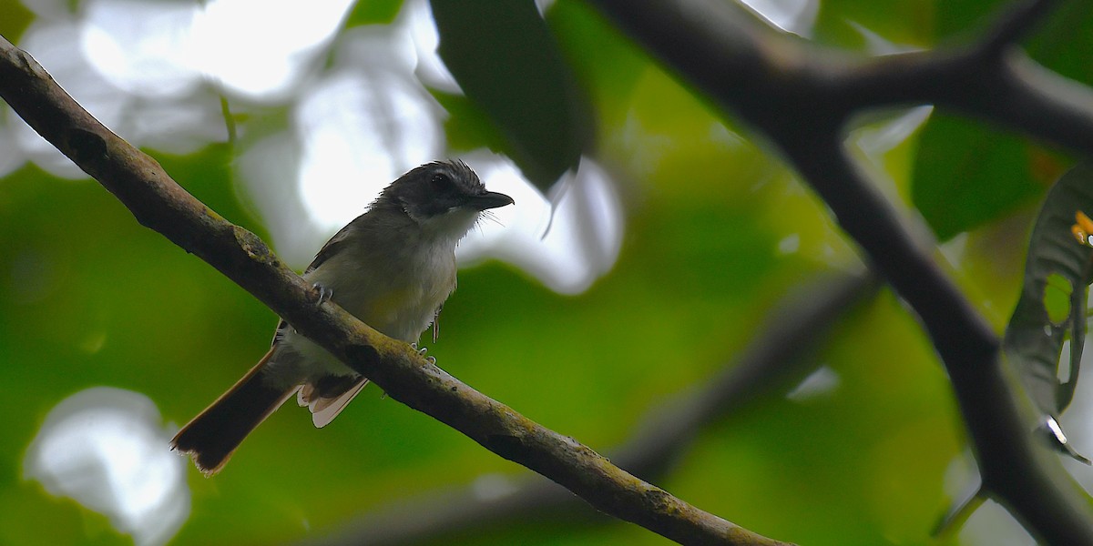 Gray-breasted Babbler - ML638102785