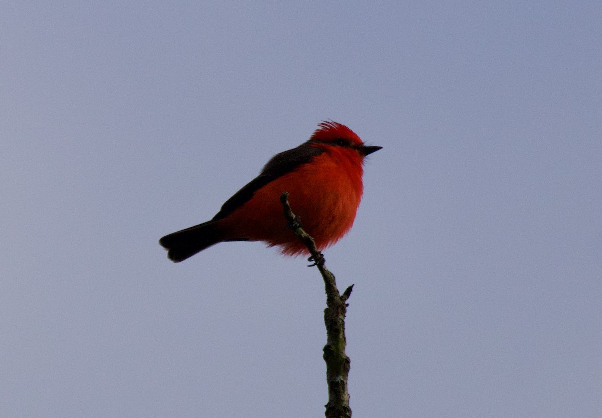 Vermilion Flycatcher (obscurus Group) - ML638102804