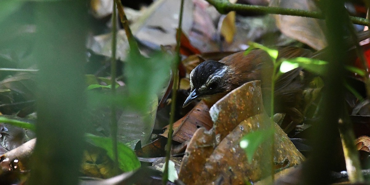 Malayan Black-capped Babbler - ML638102821