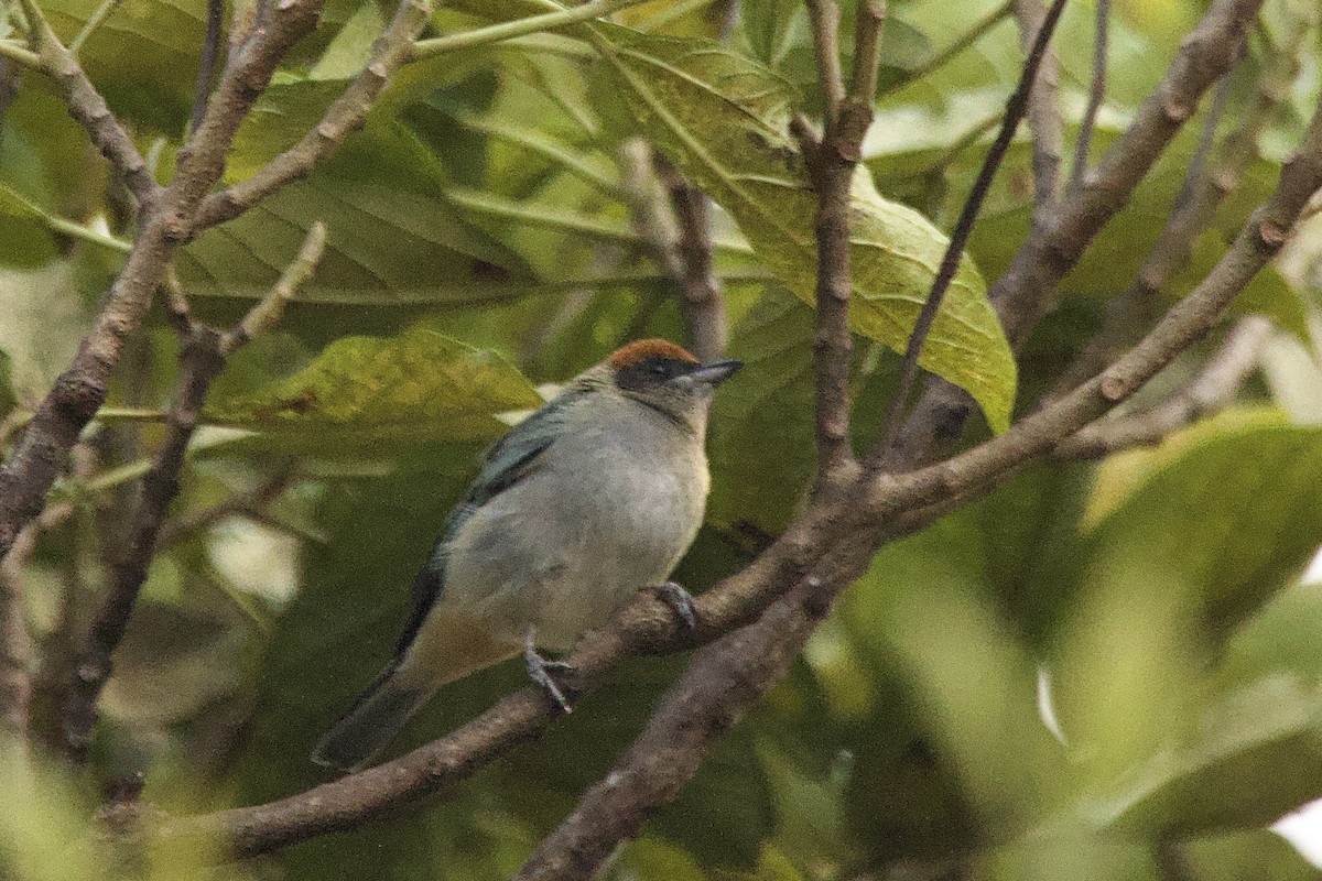 Scrub Tanager - ML638102826