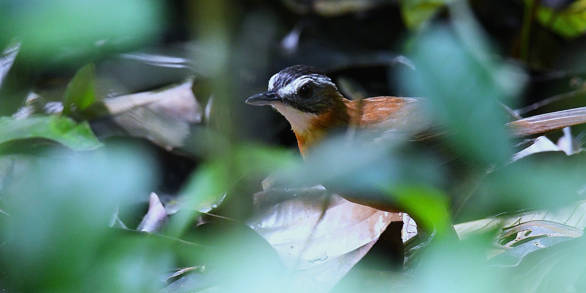 Malayan Black-capped Babbler - ML638102830