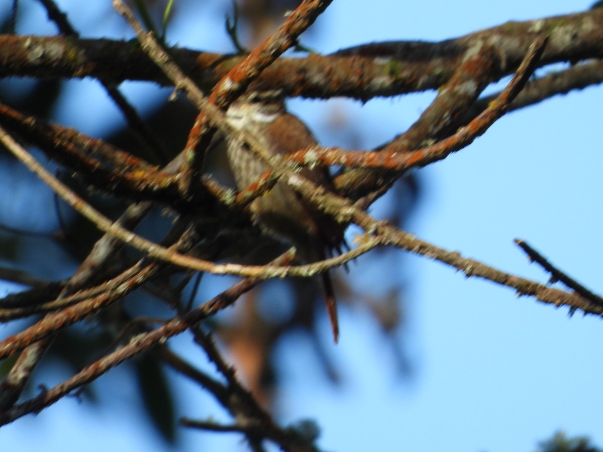 Streaked Xenops - ML638102832