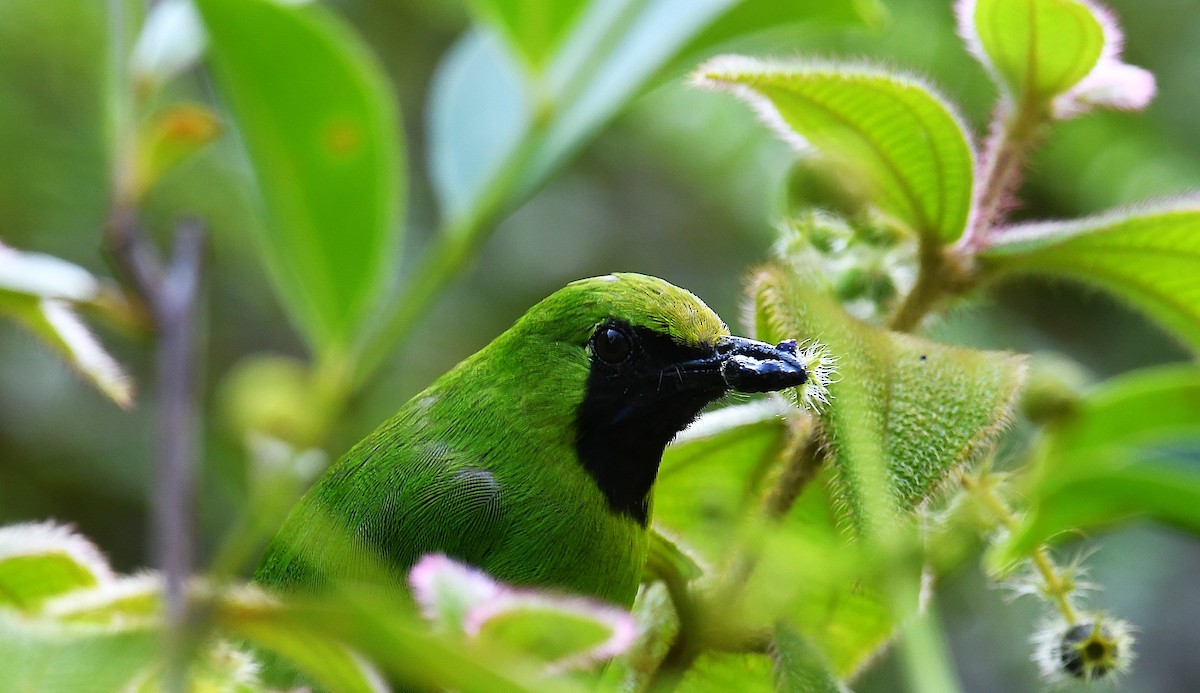Lesser Green Leafbird - ML638102838