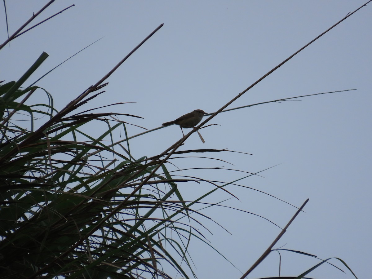 Brownish-flanked Bush Warbler (Taiwan) - ML638102855